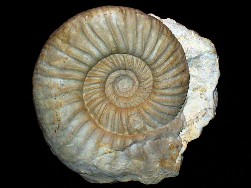 Ataxioceras ( Parataxioceras ) effrenatum ( Fontannes, 1876 ) Amm...