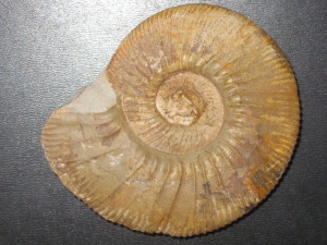 Ataxioceras ( Schneidia ) lussasense ( Atrops, 1982 )