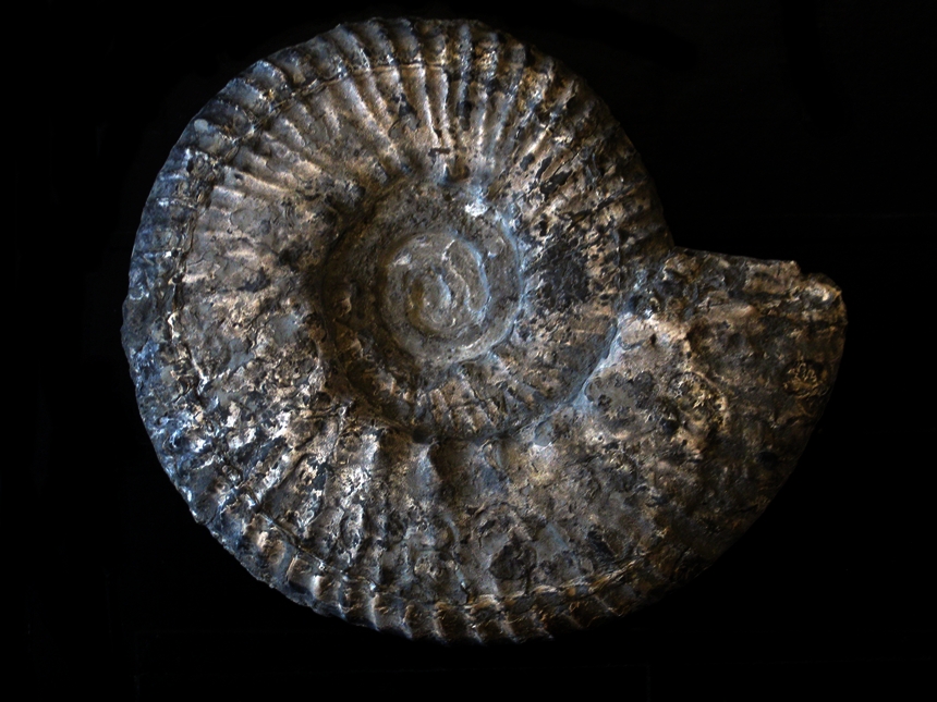 Aulacostephanus ( Aulacostephanus ) autissiodorensis ( Cotteau, 1853 )