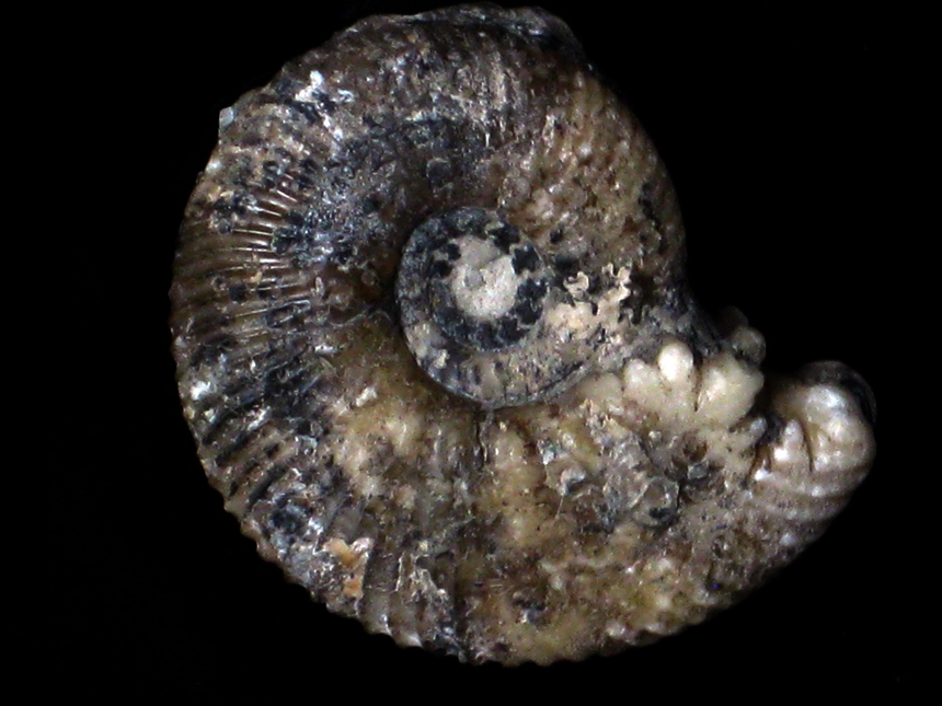 Aulacostephanus ( Aulacostephanoides ) desmonotus ( Oppel, 1863 )