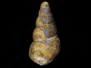 Bourguetia striata ( Sowerby, 1812 )
