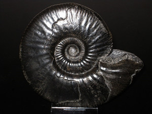 Aspidoceras binodum ( Oppel, 1863 )