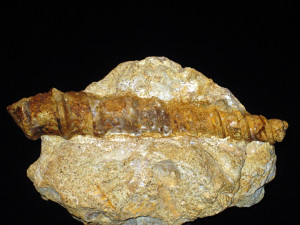 Nerinea ( Nerinea ) gosae ( Roemer, 1836 )
