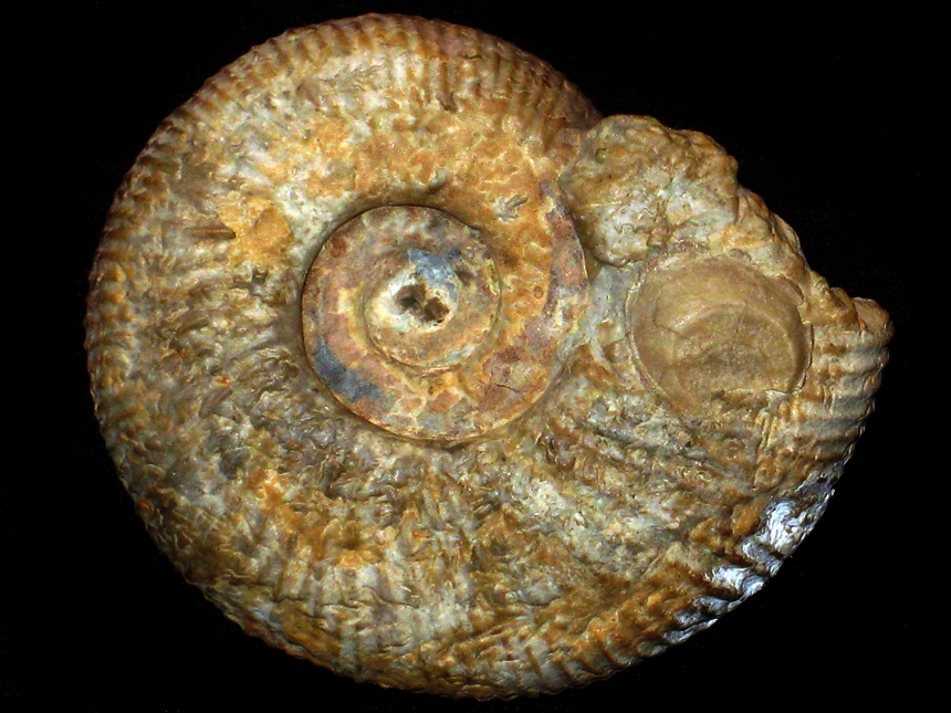 Orthosphinctes ( Praeataxioceras ) virgulatus ( Quenstedt, 1858 )