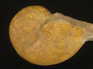 Pseudaganides aganiticus ( Schlotheim, 1820 )