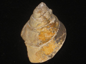 Pyrgotrochus speciosus ( Münster, 1844 )