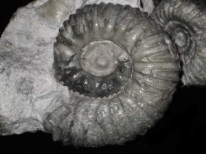 Rasenia ( Prorasenia ) heeri var. heeri ( Moesch, 1867 )