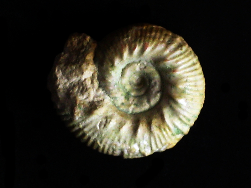 Rasenia ( Prorasenia ) paralepida ( Schneid, 1939 )