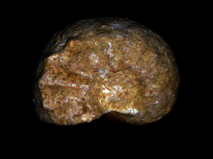 Sutneria platynota ( Reinecke, 1818 )