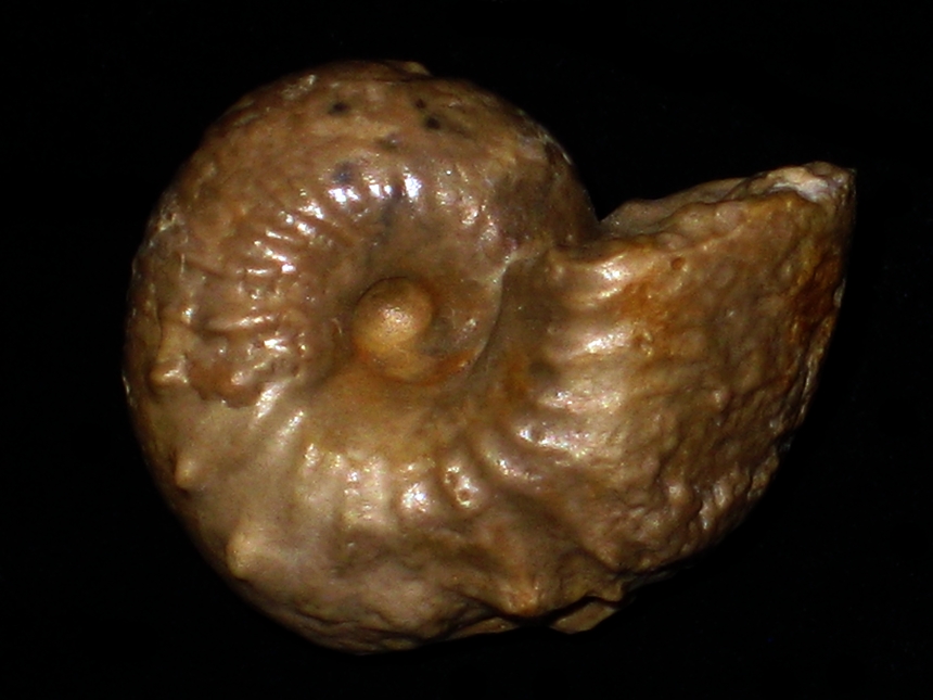 Sutneria platynota ( Reinecke, 1818 )