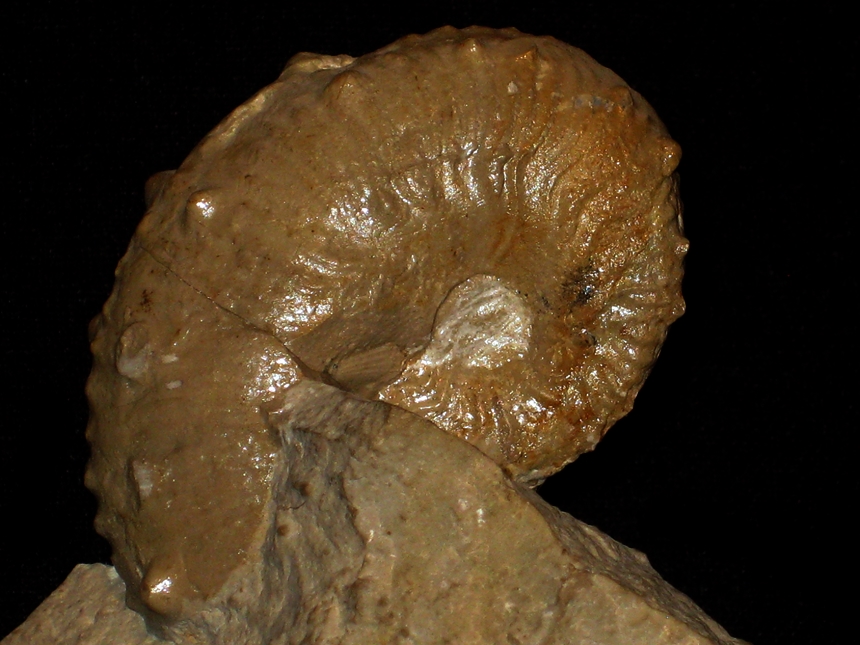 Taramelliceras ( Taramelliceras ) pseudoflexuosum ( Favre, 1877 )