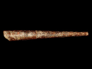 Endoceras sp. ( Hall, 1847 )