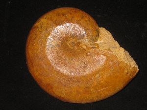 Adabofoloceras madagascariense ( Collignon, 1959 )