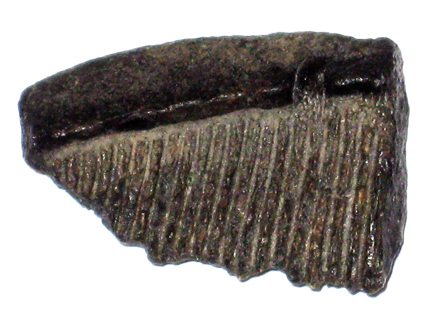 Aetobatus irregularis ( Agassiz, 1836 )