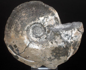 Amoeboceras ( Prionodoceras ) serratum ( Sowerby, 1813 )