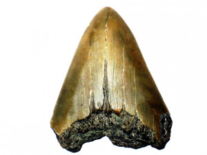 Carcharocles megalodon ( Agassiz, 1835 )