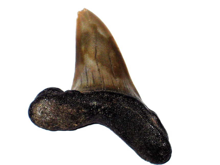 Carcharodon hastalis ( Agassiz, 1838 )