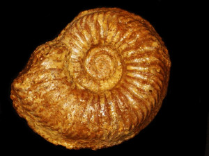 Cardioceras alphacordatum ( Spath, 1939 )