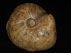 Cardioceras ( Pachycardioceras ) compressum ( Arkell, 1947 )