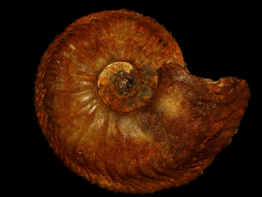 Cardioceras ( Cardioceras ) persecans ( Buckman, 1925 )