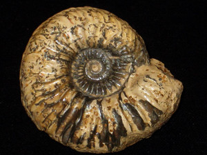 Cardioceras ( Subvertebriceras ) costellatum ( Buckman, 1925 )