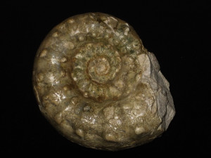 Clambites hypselus ( Oppel, 1863 )