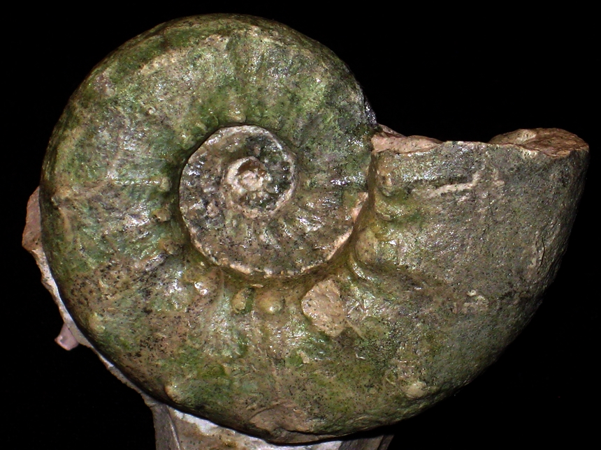 Euaspidoceras ( Clambites ) striatocostatum ( Dorn, 1931 )