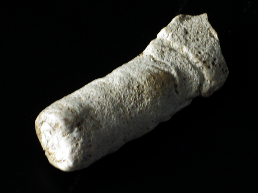 Cylindrophyma milleporata ( Goldfuß, 1826 )