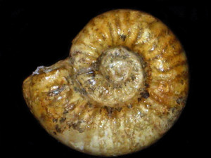 Epipeltoceras semimammatum ( Quenstedt, 1887 )