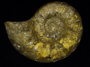 Euaspidoceras ( Arcaspidoceras ) freii ( Jeannet, 1951 )