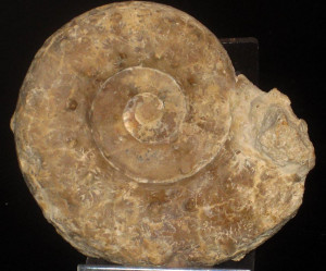 Euaspidoceras davouxi ( Collot, 1917 / Bert & Bonnot, 2004 )