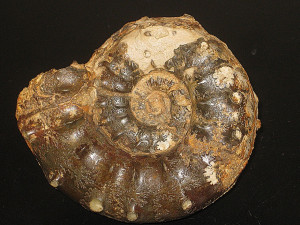 Euaspidoceras douvillei var. douvillei ( Collot, 1917 )