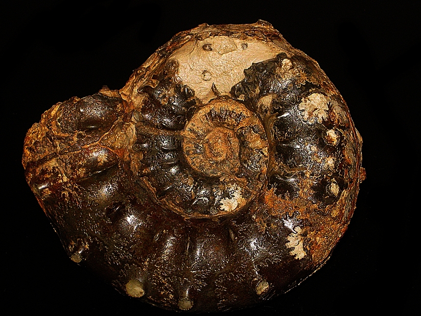 Euaspidoceras douvillei var. douvillei  ( Collot, 1917 )