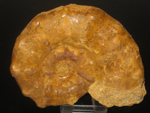 Euaspidoceras lenki ( C. Dorn, 1923 )