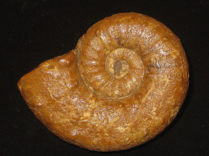 Euaspidoceras oegir ( Oppel, 1863 )