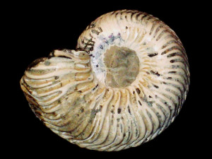 Goliathiceras ( Korythoceras ) korys ( Buckman, 1922 )