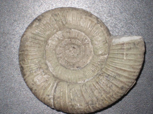 Graefenbergites idoceroides ( P. Dorn, 1930 )