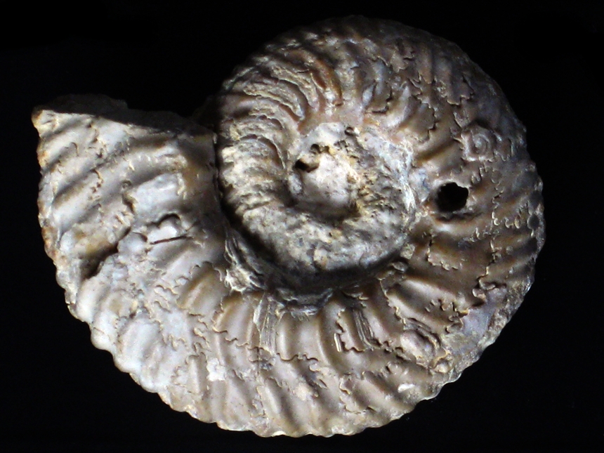 Gregoryceras riazi ( de Grossouvre, 1917 )