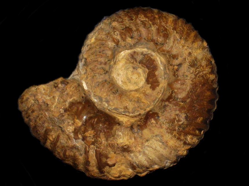 Gregoryceras riaziformis ( Bert, 2004 )