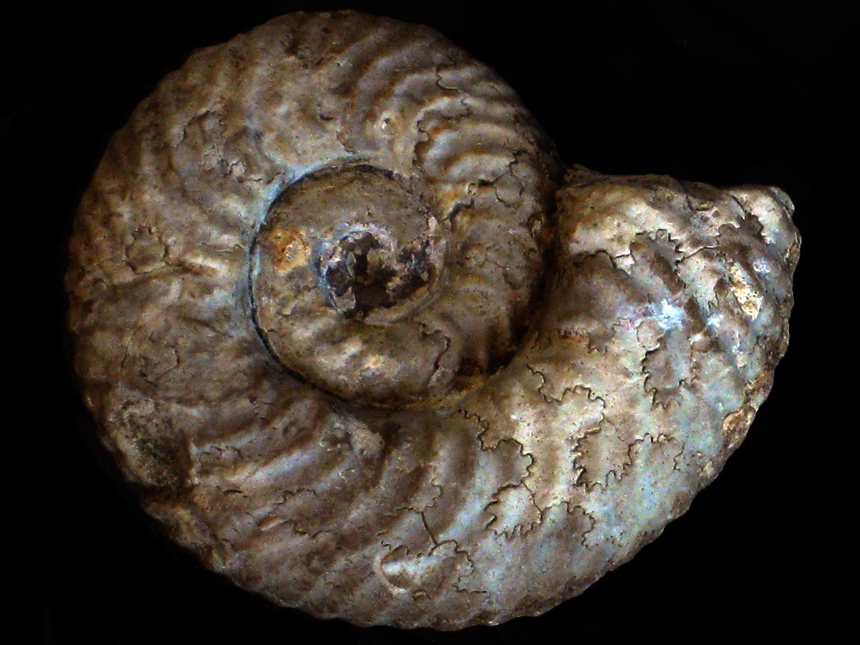 Gregoryceras toucasianum ( d'Orbigny, 1848 )