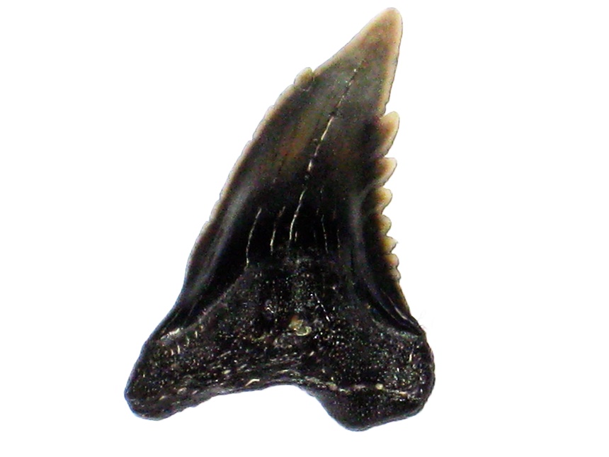 Hemipristis serra ( Agassiz, 1835 )