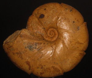 Holcophylloceras indicum ( Lemoine, 1910 )