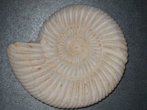 Kranaosphinctes ( Pachyplanulites ) subevolutus ( Waagen, 1869 )
