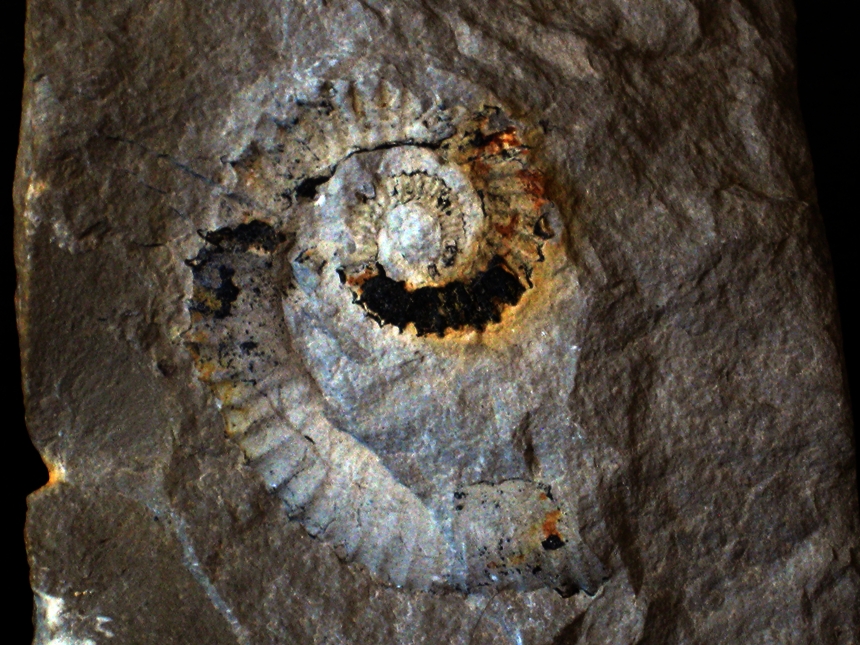 Leptoceras brunneri ( Ooster, 1860 )