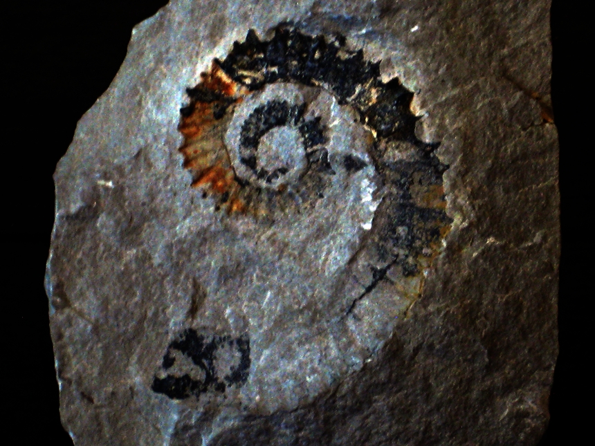 Leptoceras brunneri ( Ooster, 1860 )