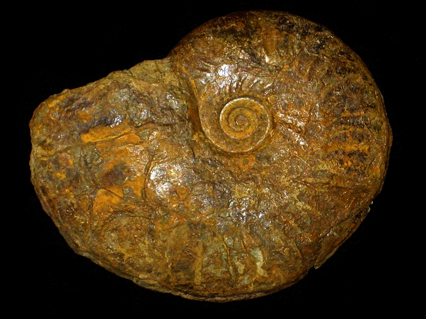 Neocampylites delmontanus ( Oppel, 1863 )