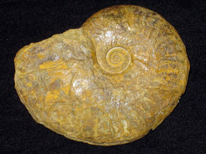 Neocampylites delmontanus ( Oppel, 1863 )