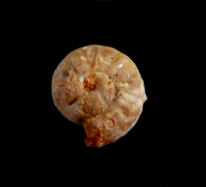 Neomorphoceras chapuisi ( Oppel, 1857 )