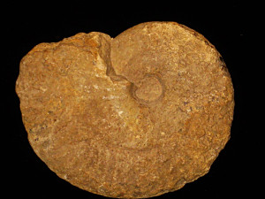 Ochetoceras ( Ochetoceras ) canaliculatum ( von Buch, 1832 )