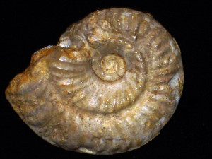 Ochetoceras ( Ochetoceras ) hispidiforme ( Fontannes, 1879 )
